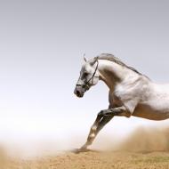 Породы: Креольская лошадь (Kreollo)